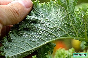 Folk remedies to combat aphids. Are there any differences in the processing of indoor flowers and garden plants?