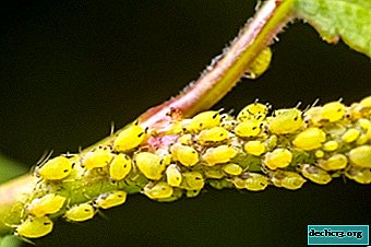 Žuželke kot način ubijanja listnih uši in kdo drug poje zajedavca? Učinkovita pravila boja