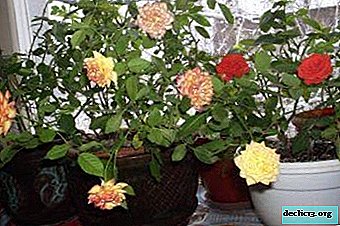 Winter is coming. How at this time to care for a potted rose at home?