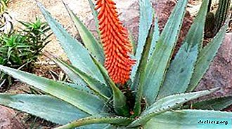 Nombres, fotos y rasgos distintivos de las flores similares a los cactus.