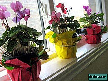 Cyclamen does not bloom: why this does not happen and how to make it?