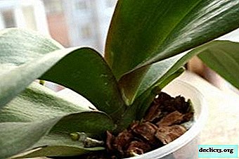 En orkidé blomstrer ikke derhjemme: hvorfor sker dette, og hvordan man hjælper planten?
