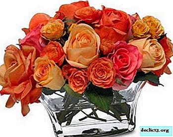 Nemeskite rožių puokščių! Kaip pasodinti gėlę, jei ji sudygo vazoje?