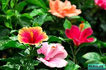 A little about how hibiscus hibernates in a cold garden. Shelter photo