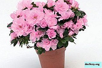 Is an azalea transplant necessary after purchase: step-by-step instructions and care tips