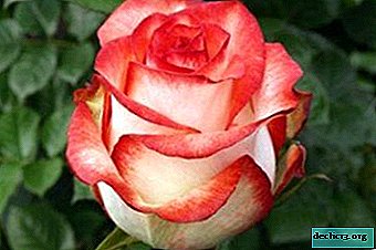 Ungewöhnlich schöne Rosen Blash: Beschreibung und Foto der Sorte, Verwendung in Landschaftsgestaltung, Pflege und anderen Nuancen