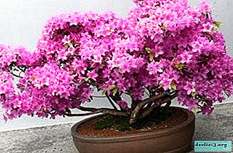 En usædvanlig azalea er en træformet rododendron. Beskrivelse og funktioner i pleje