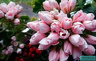 Geranium berbentuk tulip berbentuk: bunga macam apa dan bagaimana untuk menjaga?