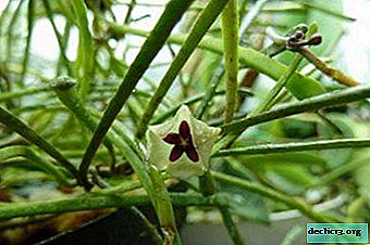 Hoya Retuz incomum: regras para cultivo e fotos de uma planta rara