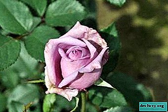 珍しいライラッククライミングローズインディゴレッタ：写真、植栽、開花、繁殖とケアの説明