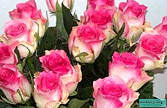 Nezvyčajné ruže Malibu: popis, fotografie a praktické odporúčania pre pestovanie