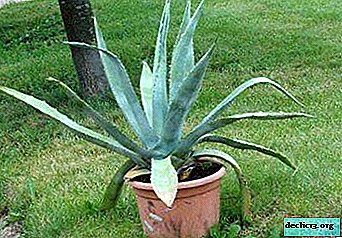 Unusual agave flower: features of the plant and photos of popular varieties