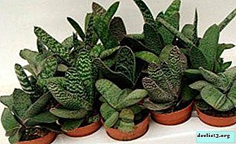 Planta de interior inusual Gasteria y sus especies: manchada, verrugosa y otras, así como sus fotos