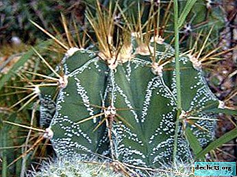 Plante d'intérieur insolite ressemblant à une étoile - Astrophytum décoré