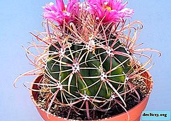 Epätavallinen suosittu kasvi on ferocactus. Lajin kuvaus ja valokuvat, hoitosäännöt