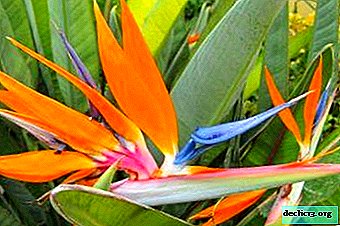 Extraordinarily beautiful Strelitzia Royal. In detail about the flower, care and methods of reproduction