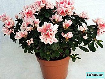Improper care, pests and other reasons why azalea does not bloom