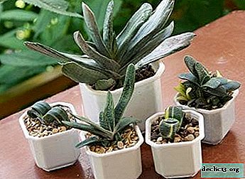 Unpretentious gasteria: the main types and features of proper care