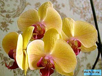 Nezahtevna lepota Orhideja Lepota - značilnosti nege in razmnoževanja