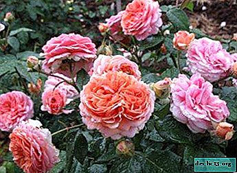 Chippendale Rose sin pretensiones: información completa de flores de la A a la Z