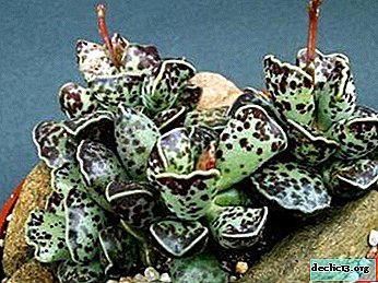 Adromiscus sin pretensiones: descripción, foto, cuidado de las plantas y reproducción.