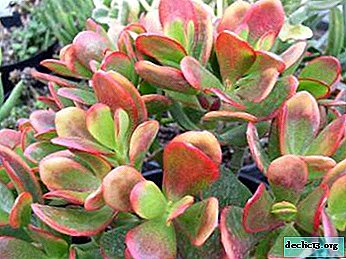 Unpretentious long-liver with leaves of sunset tones - Crassula Sunset