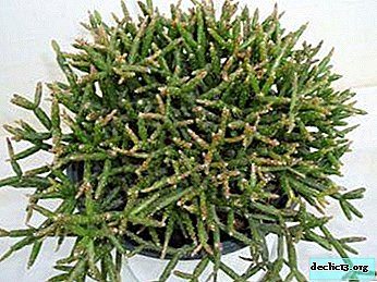Nepretenzingas kaktusas be erškėčių Rhipsalis (Rhipsalis): nuotrauka, aprašymas ir auginimas namuose