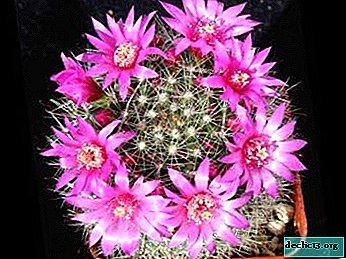 Kohtuullinen kaktus mammillaria: lajien ja lajikkeiden kuvaus, viljely, hoito ja sairaus