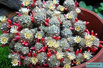 الصبار متواضع Mammillaria Wilda: الوصف والصور والنصائح لرعاية النبات