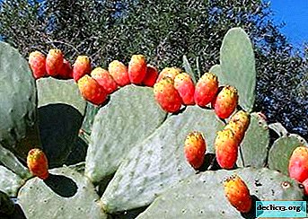 Nepretenzingas dygliuotas kriaušių kaktusas - jo rūšies aprašymas su pavadinimais ir jų nuotraukomis