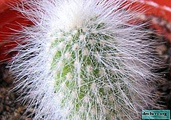 The unpretentious Kleistocactus Strauss is the dream of any grower