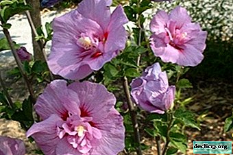Mousseline d'hibiscus syrienne sans prétention. Description des sous-espèces de magenta, de blanc et autres, les règles de culture et de soin