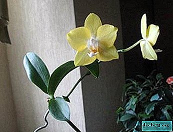 Ein paar Möglichkeiten, das Baby einer Orchidee zu verpflanzen, wenn es auf einem Stiel oder einer Wurzel sprießt