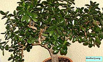 Several ways to propagate a money tree
