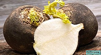 不当に忘れられた貴重な根菜-大根：利益と害、伝統医学および美容での使用