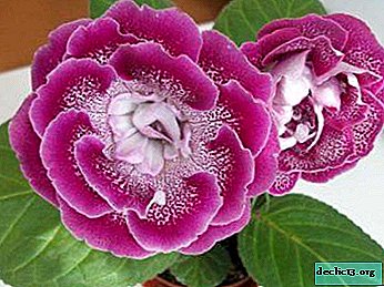 Unglaubliche Schönheit zu Hause: rosa Gloxinia