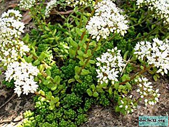 The indispensable assistant in landscape design - stonecrop white