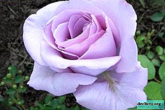 Zarte Schönheit - Blue Nile Rose
