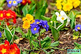 Tender beauty: varieties of primrose and proper care for them