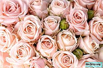 Delicada belleza: rosas crema en el jardín y en el alféizar de la ventana. Toda la información sobre las variedades vegetales más populares.