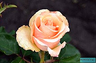Delicate rose Versilia: description and photo, tips on care and growing