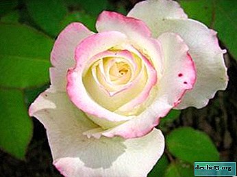 Rosas delicadas Anna: descrição e foto da variedade, floração e uso em paisagismo, cuidados e outras nuances