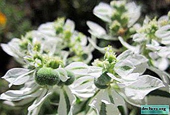 Jemnosť bielych kvetenstvo - euforbia horský sneh: rastie zo semien a odrezkov, starostlivosť o rastlinu
