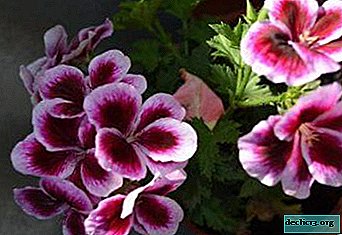 Is “royal” care for royal geraniums necessary?
