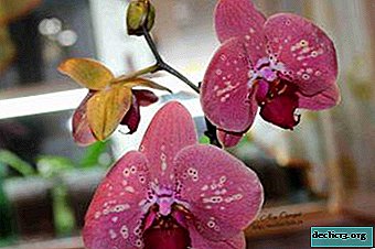 Ar reikalingi vitaminai orchidėjoms?