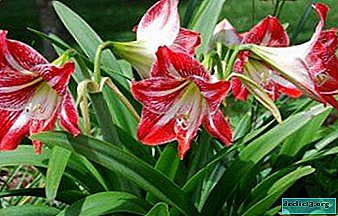 The nuances of planting amaryllis and flower care. Bright photos of a beautiful plant