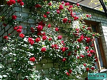 The nuances of planting a climbing rose in the open ground. Plant care
