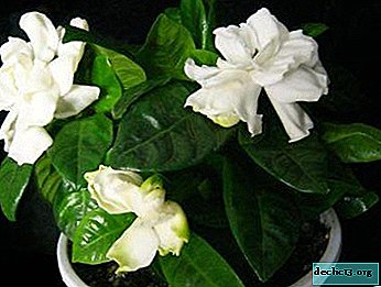 Los matices de la propagación de la gardenia en casa