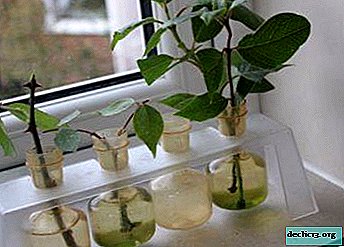 The nuances of breeding roses: how to root a stalk? Step-by-step instruction and review of special tools