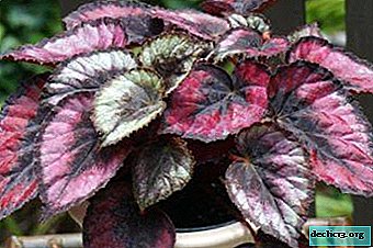 The nuances of caring for the imperial begonia: houseplant for everyone